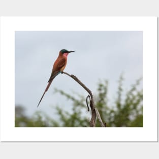 Southern Carmine Bee-Eater Posters and Art